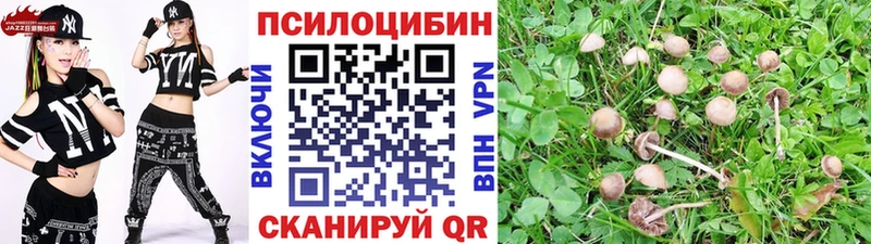 Псилоцибиновые грибы Cubensis  закладки  Кизляр 